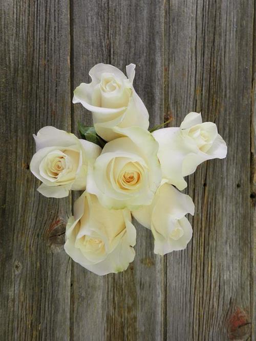 AMELIA  WHITE ROSES